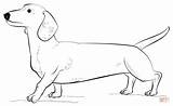 Dachshund Dog coloring page  Free Printable Coloring Pages sketch template