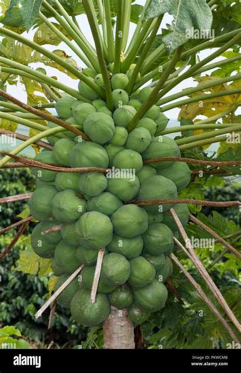 Papaya Tree