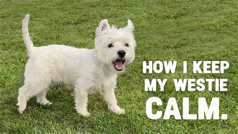 Westie Dog Training Class 🐾 | Obedience and Socialization - YouTube