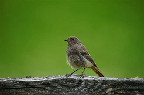 Small grey bird on wooden bar free image download