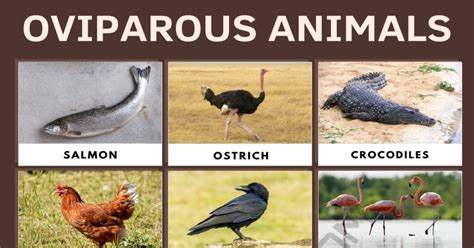 Oviparous Animals: List of Popular Animals that Lay Eggs • 7ESL