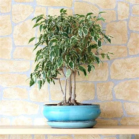 Ficus Benjamina, o plantă sănătoasă de apartament