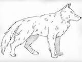 Free Printable Wolf Coloring Pages For Kids sketch template