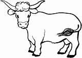 Cattle Coloring Pages  ClipArt Best sketch template