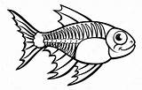 Coloring Fish Xray Pages Letter Printable Ray Kids Color Sheets  sketch template