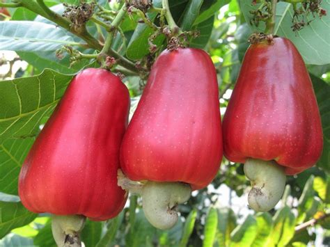 Fruit Warehouse: shew ( Anacardium occidentale )