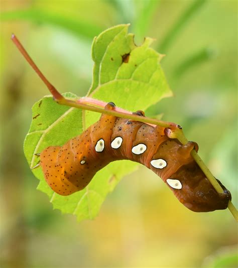 What Big Smooth Caterpillar Is Rusty Brown With 5 White Eye Spots? Or ...