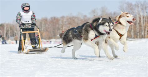 20 Winter Activities in Alaska to Create Unforgettable Experience