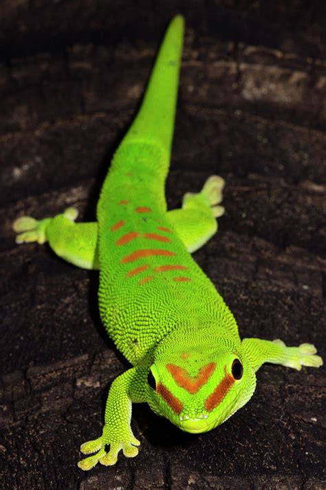 Malagasy Giant Day Gecko Phelsuma Photograph by Dante Fenolio - Fine Art America