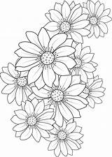 Colorings Daisy Flower Coloring  Vrogueco sketch template