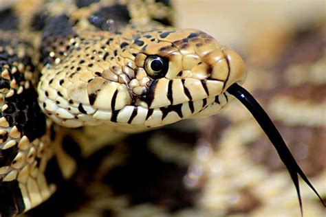 Bullsnake Care Guide - Size, Diet & More » Petsoid