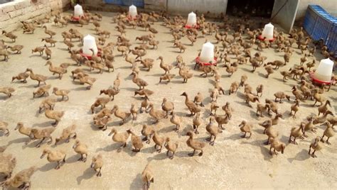 Duck Farming in India