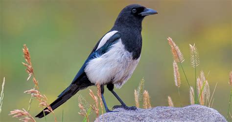 Black-billed Magpie Life History, All About Birds, Cornell Lab of Ornithology