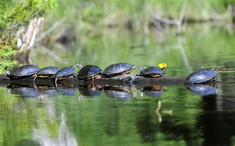 Painted Turtle @ Michael Despines Photography