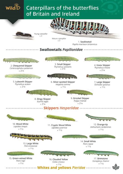 British Caterpillar Identification Guide | FSC Caterpillar Field Guide