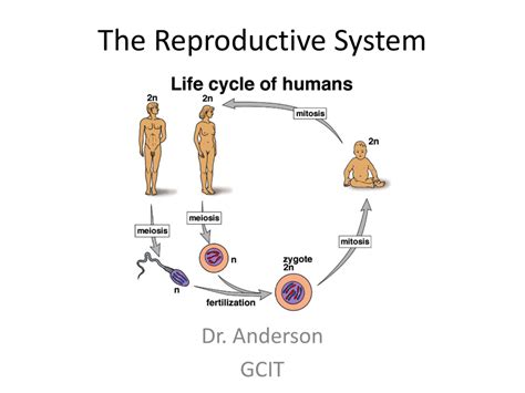 The Reproductive System