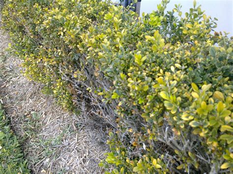 diagnosis - Japanese box hedge failing to thrive. What to do ...