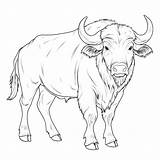 Majestic Water Buffalo Coloring Page  Premium AI Generated Image sketch template