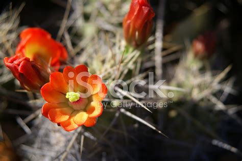 Red Cactus Flower Stock Photo | Royalty-Free | FreeImages