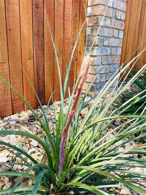 5 Reasons to Plant a Red Yucca - Native Backyards