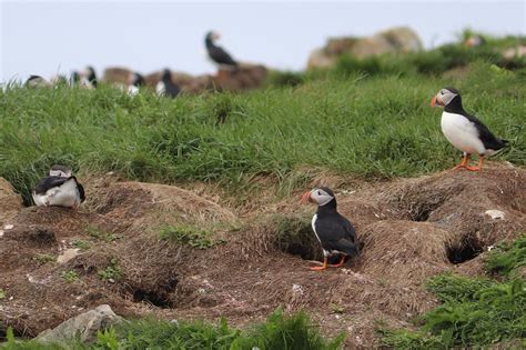 Where to See Some of the 600,000 Puffins in Newfoundland