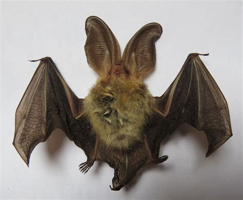 Brown long-eared bat found on Skye | Skye and Lochalsh Environment Forum