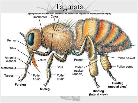 PPT - Phylum Arthropoda PowerPoint Presentation, free download - ID:708439