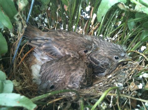 Nesting Baby Birds - Pictures and Video - HubPages