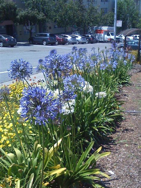 agapanthus plant | Agapanthus plants are a perennial commonly used in city plantings here ...