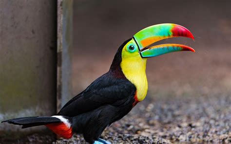 Download Animal Toucan HD Wallpaper