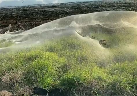 Huge spider webs blanket rural Australia after floods