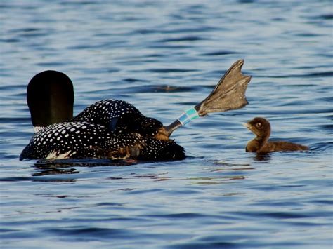 loon-with-bands – Pawtuckaway Lake Improvement Association