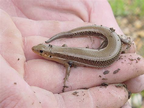 SouthernCoalSkink