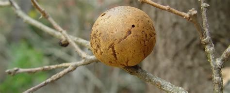 What Are Oak Galls? - Caldwell Tree Care