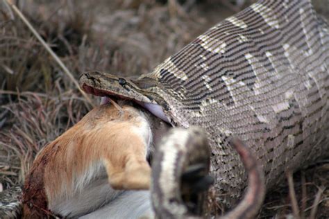 Rock Python | This is a 10ft Rock Python trying very hard to… | Flickr