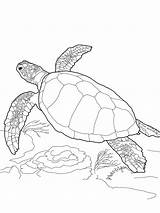 Sea Animal Colouring Pages  Coloring Turtles Turtle Printable Waldo sketch template