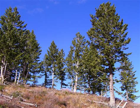 FORESTRY - LEARNING: NEEDLELEAF TRESS ARE ABOUT 500 SPECIES