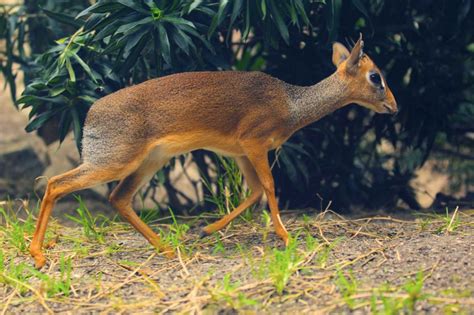 Land Animals Of Zanzibar - zanzibar.eco