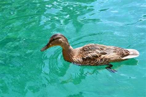 duck, duck bird, duck swimming, female, swim 4k wallpaper - Coolwallpapers.me!