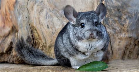 Do Chinchillas Make Good Pets