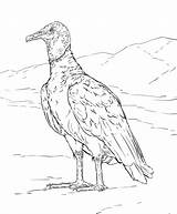Coloring Buzzard Vulture Pages Drawing Printable Cartoon Colouring  sketch template