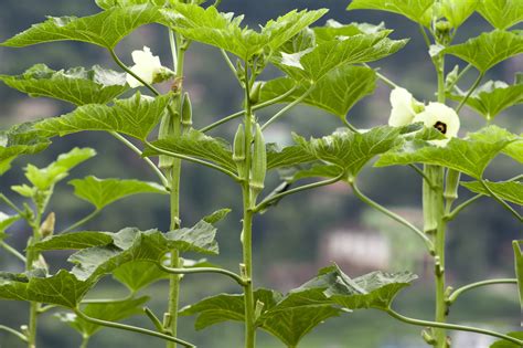 Okra: Planting, Growing, and Harvesting Okra Plants | The Old Farmer's ...