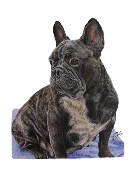 French Bulldog Drawing Drawing by Sheldene Visagie