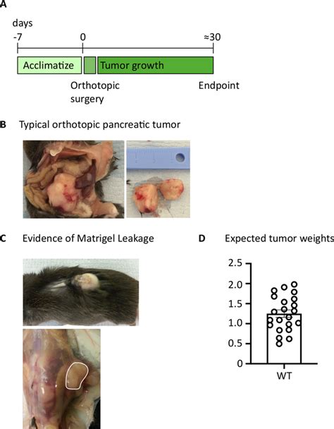 Generation of Orthotopic Pancreatic Tumors and Ex vivo Characterization of Tumor-Infiltrating T ...