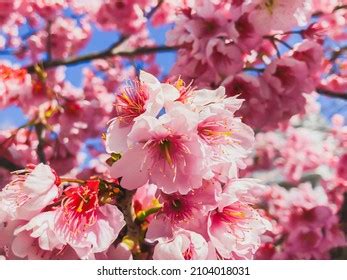 Plum Blossom Park Dazaifu Tenmangu Fukuoka Stock Photo 2104018031 | Shutterstock