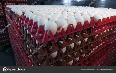 Chicken eggs at the poultry farm. farm, industry. — Stock Photo ...