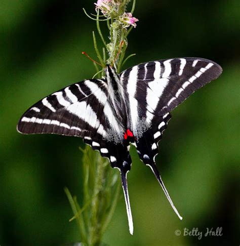 Zebra Swallowtail butterfly life cycle - Betty Hall Photography