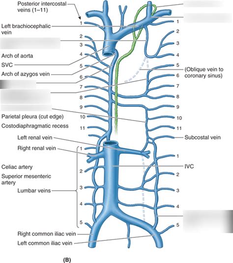 Venous Drainage of Thoracic Duct Diagram | Quizlet