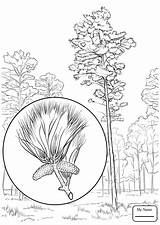 Pine Tree Branch Drawing Sketch Coloring Page sketch template