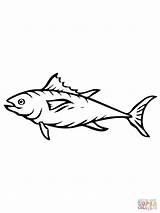 Tuna Fish coloring page  Free Printable Coloring Pages sketch template